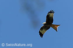 F066829: Rotmilan (Milvus milvus)