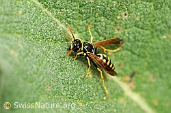 Französische Feldwespe (Polistes dominula) (F066885) Französische Feldwespe (Polistes dominula) (F066885)