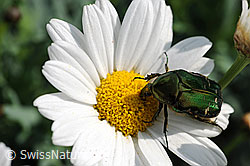 Goldglänzender Rosenkäfer (Cetonia aurata) auf Gewöhnlicher Wiesen-Margerite (Leucanthemum vulgare) (F066899) Goldglänzender Rosenkäfer (Cetonia aurata) auf Gewöhnlicher Wiesen-Margerite (Leucanthemum vulgare) (F066899)