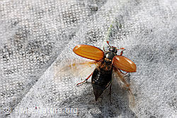 Maikäfer (Melolontha melolontha) (F066908) Maikäfer (Melolontha melolontha) (F066908)