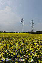 F066927: Hochspannungsleitung in Rapsfeld