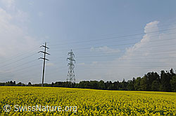 F066928: Hochspannungsleitung in Rapsfeld
