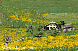 F066965: Frühlingslandschaft mit gelbem Blumenteppich