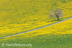 F066966: Blühender Baum in Löwenzahnwiese
