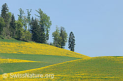 F066972: Formen und Farben in Hügellandschaft