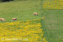 F066989: Weidende Kühe und Löwenzahnwiesen