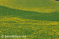 F066992: Löwenzahnwiesen