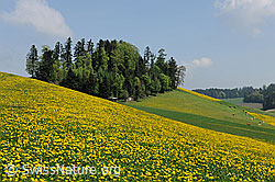 F066995: Frühlingsbild: Blühender Löwenzahn