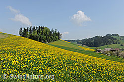 F066996: Hügellandschaft im Frühling