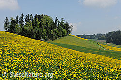 F066998: Frühlingsbild blühender Löwenzahn