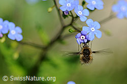 Kaukasusvergissmeinnicht (Brunnera macrophylla)