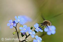 Grosser Wollschweber (Bombylius major) auf Kaukasusvergissmeinnicht (Brunnera macrophylla) (F067013) Grosser Wollschweber (Bombylius major) auf Kaukasusvergissmeinnicht (Brunnera macrophylla) (F067013)