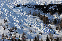 F067114: Lawinenkegel im Wald