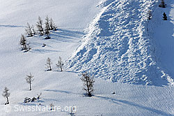 F067121: Schneefläche und Lawinenkegel