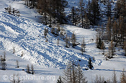 F067123: Lawinenkegel im Lärchenwald