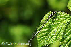 Foto: Hufeisen-Azurjungfer (Coenagrion puella)