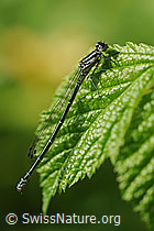 Foto: Hufeisen-Azurjungfer (Coenagrion puella)
