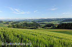 F067329: Getreidefeld in Emmentaler Hügellandschaft