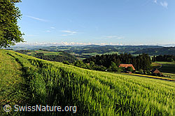 F067345: Gerstenfeld und Berner Alpen