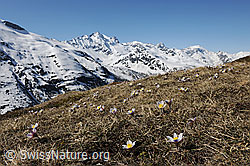 F067544: Blühende Bergwiese