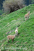 Foto: Steingeissen