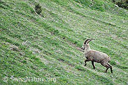 F067649: Junger Steinbock (Capra ibex)
