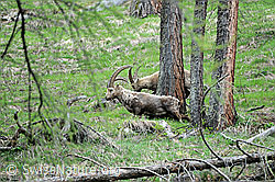 F067666: Steinböcke (Capra ibex) im Wald