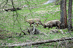 F067670: Steinböcke (Capra ibex) im Lärchenwald