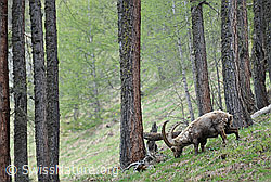 F067688: Weidender Steinbock (Capra ibex)