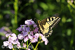 Gemeine Nachtviole (Hesperis matronalis)