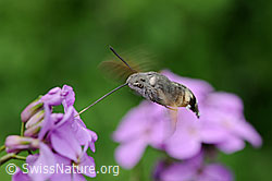 Schwebendes Taubenschwänzchen (Macroglossum stellatarum) (F068068)