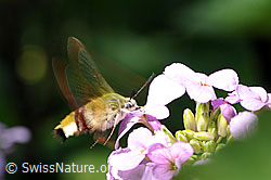 Gemeine Nachtviole (Hesperis matronalis)