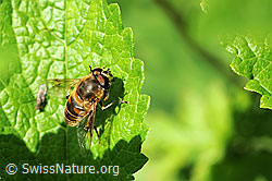 Mistbiene (Eristalis tenax) (F068130)