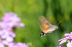 Taubenschwänzchen (Macroglossum stellatarum) im Schwebeflug (F068141)