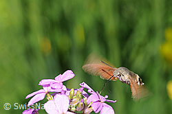 Nektarsaugendes Taubenschwänzchen im Schwebeflug (F068143)