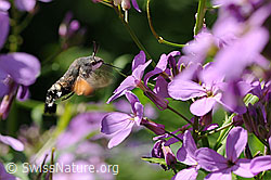 Taubenschwänzchen beim Saugen von Nektar (F068150)