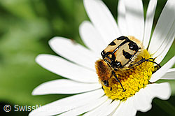 Gebänderter Pinselkäfer (Trichius fasciatus)