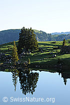 F068183: Tannen auf Alpweide mit Spiegelung