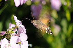 Taubenschwänzchen (F068231)