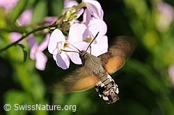 Gemeine Nachtviole (Hesperis matronalis)
