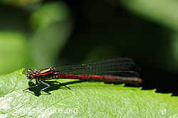 Foto: Frühe Adonislibelle auf Blatt sitzend