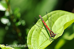 Foto: Libelle auf einem Blatt