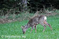 Photo: Weidender Rehbock