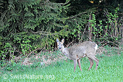 F068297: Rehgeiss (Capreolus capreolus) am Waldrand