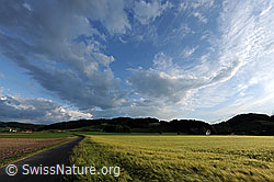 F068454: Wolkenhimmel über Getreidefeld