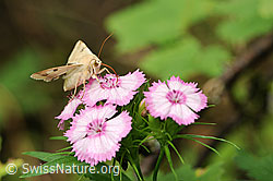 Foto: Hausmutter auf Blüte