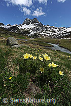F068932: Berglandschaft und Blumen