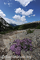 F068933: Blühende Polsterpflanzen auf Fels.