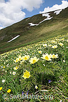 F069224: Blühende Alpenblumen