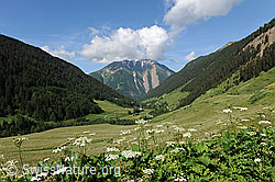 F069316: Wiese in Bergtal